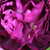 Violet - Trandafir gallica - Ombrée Parfaite